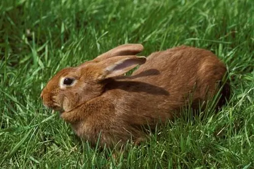 Fauve de Bourgogne Rabbit: ข้อเท็จจริง ข้อมูล ลักษณะ & การดูแล (พร้อมรูปภาพ)