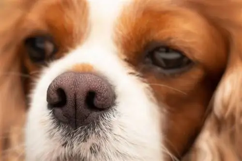 Mengapa Hidung Anjing Saya Kering? 7 Sebab Yang Mungkin (Jawapan Doktor)