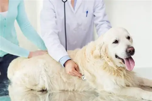 Plautinė hipertenzija šunims: požymiai, priežastys & Priežiūra (veterinarijos atsakymas)
