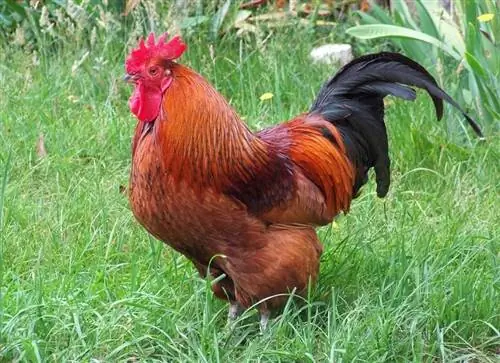 13 American Chicken Breeds: Overview (nrog duab)