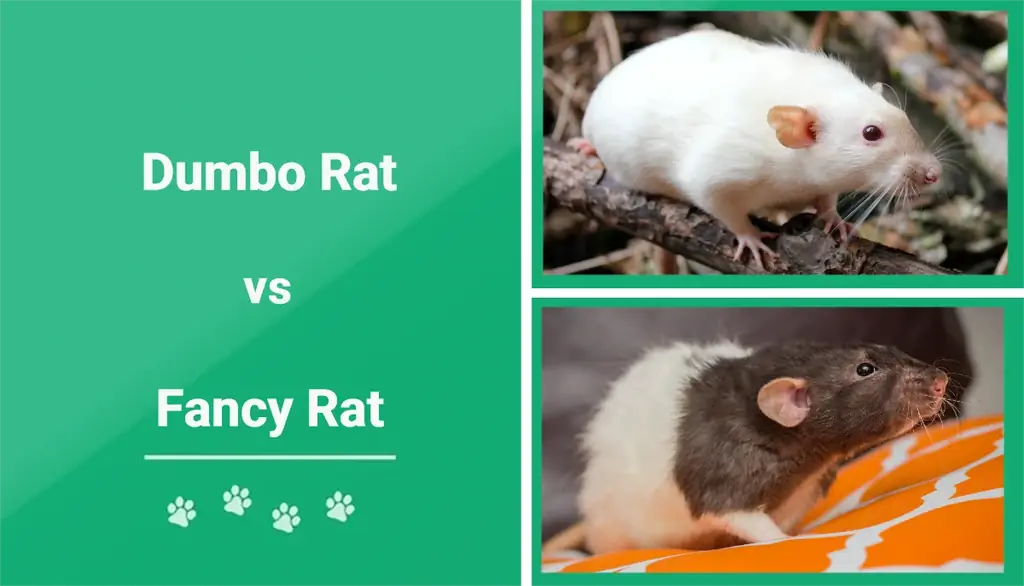 Dumbo Rat contro Fancy Rat: le differenze spiegate