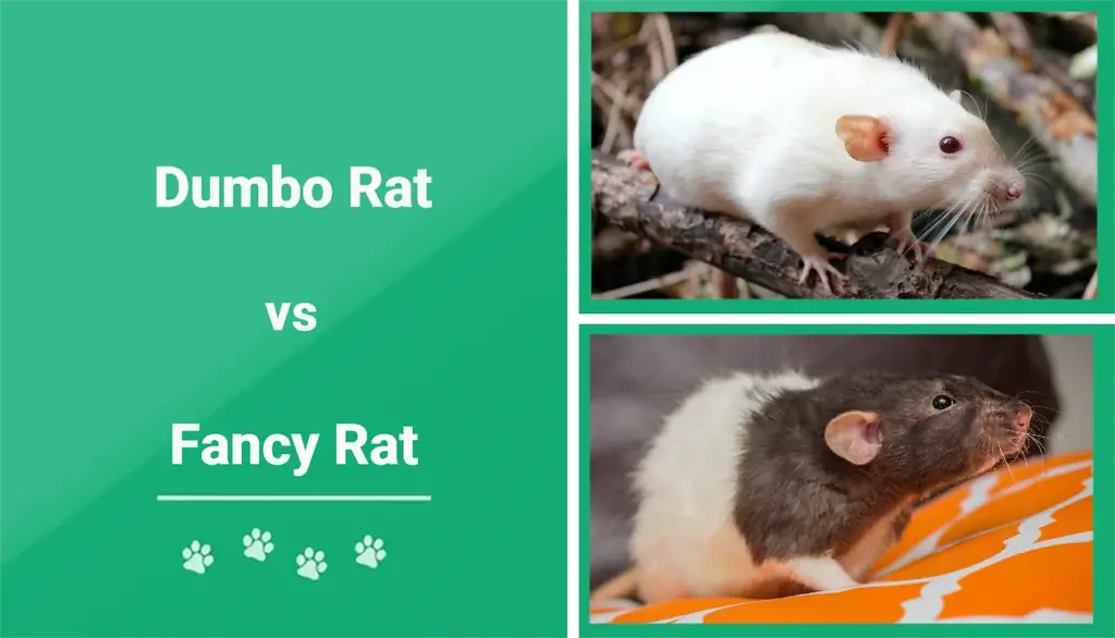 Dumbo Rat vs. Fancy Rat: seletatavad erinevused