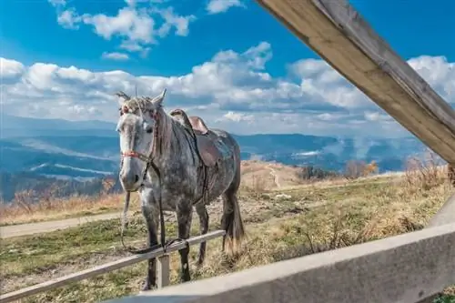 გამოსახულება