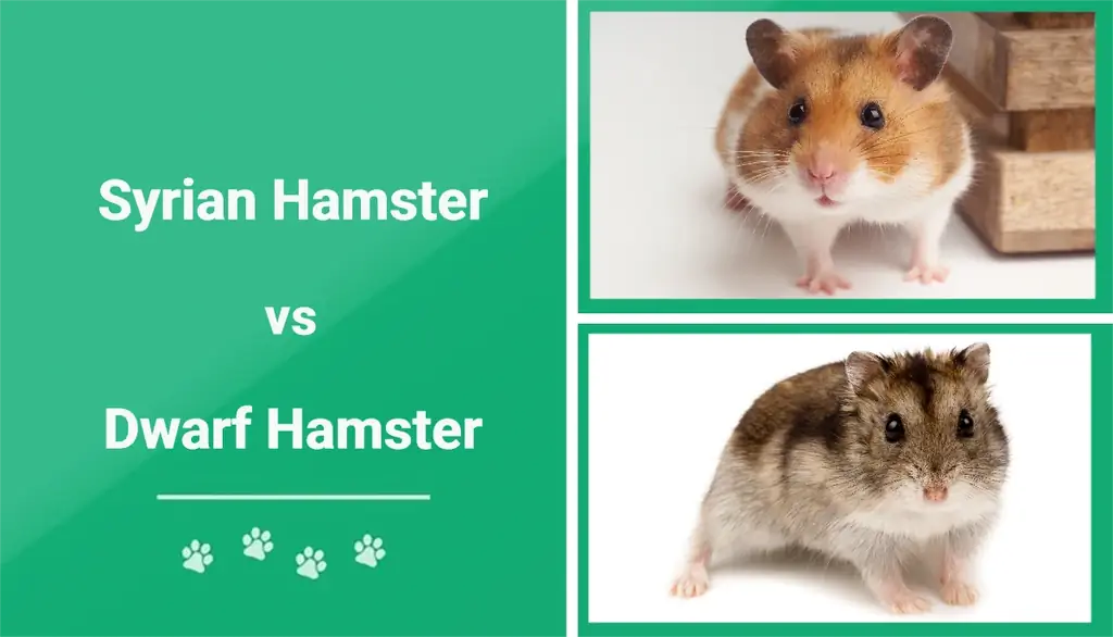 Suriya hamsteri va mitti hamster: farqlar tushuntirildi