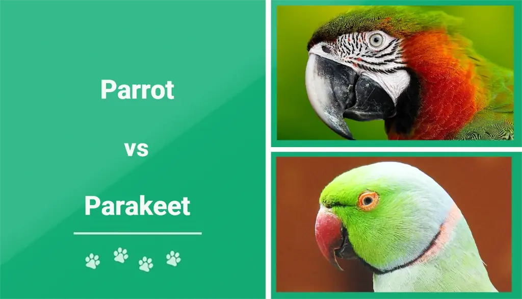 Papagaio vs Periquito: as diferenças explicadas