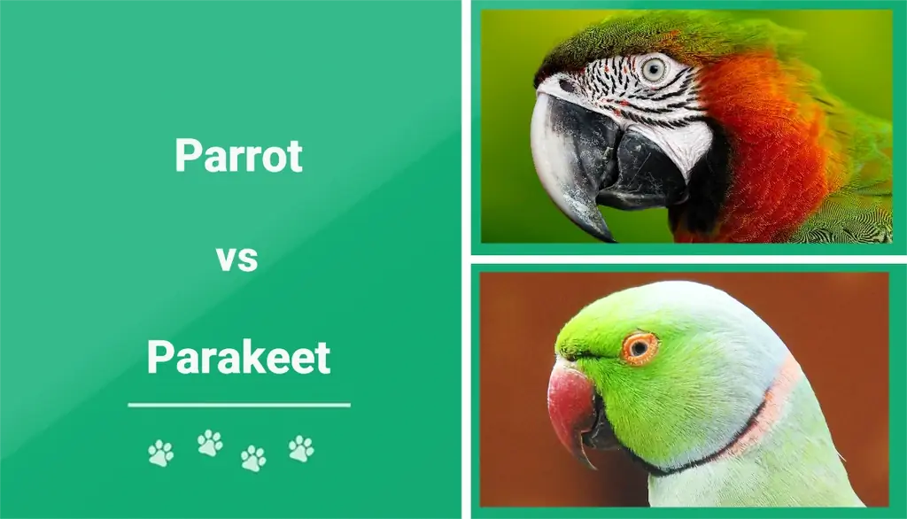 Parrot vs Parkit: Perbezaan Dijelaskan