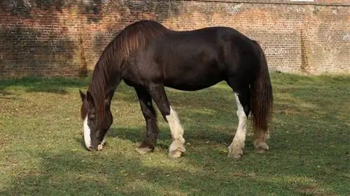 11 Raças de Cavalo Branco Comum Preto & (Com Fotos)
