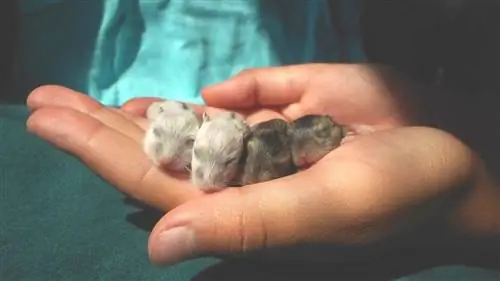 Câți bebeluși au hamsterii într-un așternut? Reproducere & Ghid de reproducere