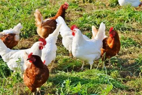 Mohou kuřata jíst jahody? Zdraví & Průvodce výživou