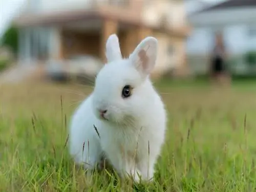 शीर्ष 6 सबसे बुद्धिमान खरगोश की नस्लें (चित्रों के साथ)