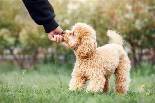 Guia de raça de gossos caniche joguina: informació, imatges, cura & Més