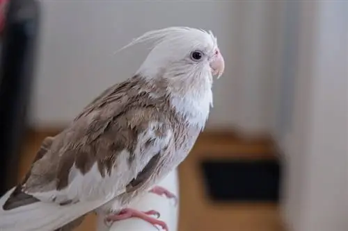 White-Faced Cockatiel: Personaliti, Gambar, Diet & Panduan Penjagaan
