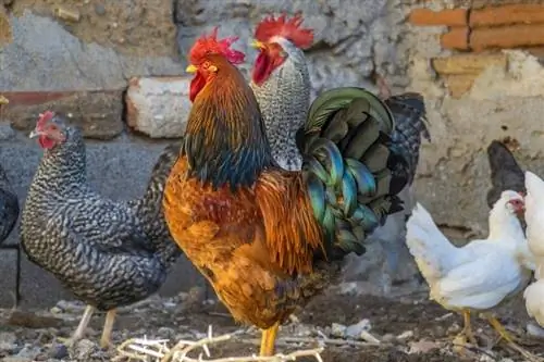 Ali lahko kokoši jedo paradižnik? Zdravje & Vodnik po prehrani