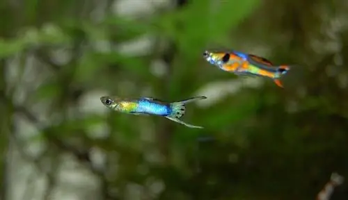 60 gewilde tipes Guppy-patrone, kleure, & sterte (met prente)