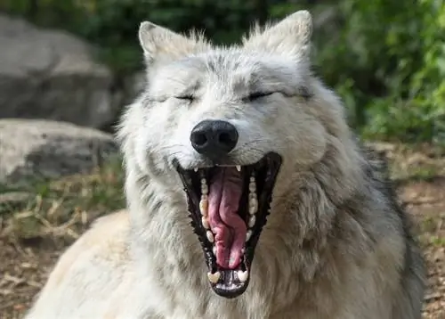 Mennyire erős a farkas harapási ereje? (PSI-mérés, &, hogyan lehet összehasonlítani egy kutyával)