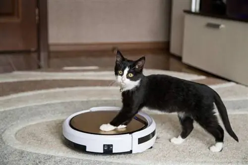 2023'te Kedi Kumu için En İyi 7 Robot Süpürge – İncelemeler & En Çok Talep