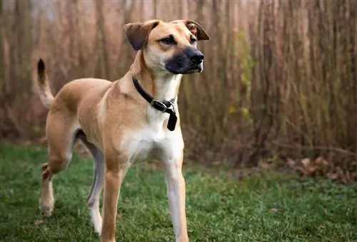 Mwongozo wa Uzalishaji wa Mbwa wa Black Mouth Cur: Maelezo, Picha, Matunzo & Zaidi