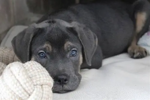 11 ushqimet më të mira për qentë për këlyshët Cane Corso në 2023: Vlerësime & Zgjedhjet kryesore