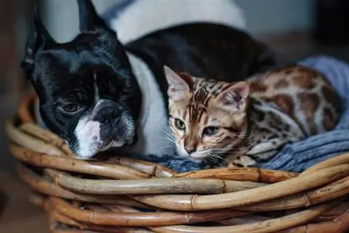 Vil en Boston Terrier være bra med en katt? Introduksjonstips & Triks