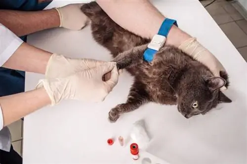 تست آلرژی در گربه ها چگونه کار می کند؟ قابلیت اطمینان & سؤالات متداول (پاسخ دامپزشک)