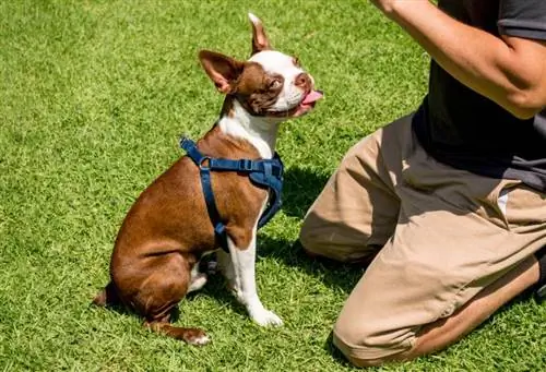 Cum să antrenezi la olita un Boston Terrier: 9 sfaturi de experți & Trucuri