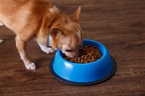 Ветеринарная диета для собак при панкреатите