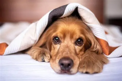 10 meilleures couvertures pour chiens en 2023 – Avis &