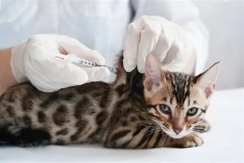 Biaya Diabetes Kucing: Berapa Biaya Insulin Kucing? (Panduan Harga 2023)