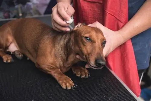 Como limpar as orelhas do seu Dachshund: guia passo a passo aprovado pelo veterinário