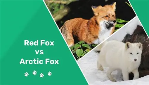 Red Fox vs Arctic Fox: Qhov txawv ntawm qhov tseem ceeb & Zoo sib xws