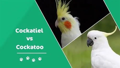 Kakadu vs. Cockatiel: seletatavad erinevused