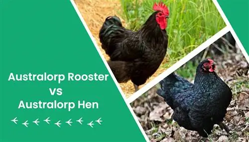 Black Australorp Rooster vs. Hen: Mga Pangunahing Pagkakaiba (May Mga Larawan)