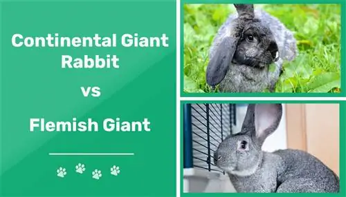 Continental Giant Rabbit vs Flemish Giant: Ipinaliwanag ang Mga Pagkakaiba (May Mga Larawan)