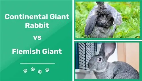 Lapin Géant Continental vs Géant Flamand : Différences Expliquées (Avec Photos)