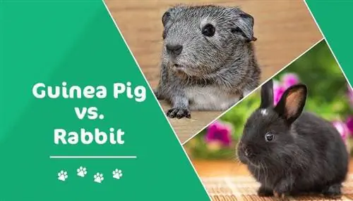 Guinea Pig vs. Rabbit: Aling Alagang Hayop ang Dapat Mong Kunin?