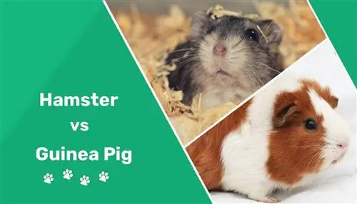 Hamster vs marsvin: Vilket husdjur ska du skaffa? (Fördelar & Nackdelar)
