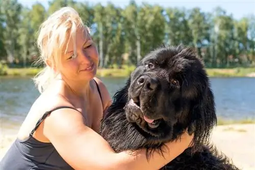 Որքանո՞վ են պաշտպանված Նյուֆաունդլենդի շները: Ցեղատեսակի խառնվածքի փաստեր