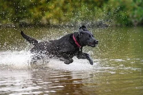 Die 15 besten Hunderassen zum Schwimmen & Wasseraktivitäten (mit Bildern)