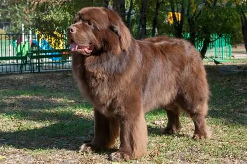 Brown Newfoundland Dog: Origin, History, Facts, & Pictures