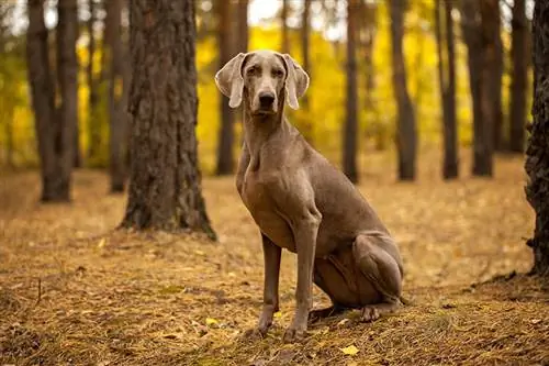 20 плюсове и минуси на Weimaraner: Характеристики & Характеристики