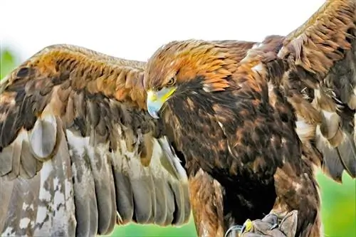 8 plus grands aigles du monde (avec photos)