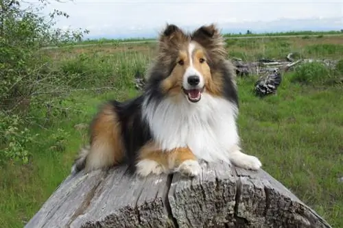 शेटलैंड शीपडॉग कुत्ते की नस्ल गाइड: जानकारी, चित्र, देखभाल & अधिक