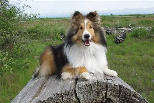 Shetland Sheepdog Hunderace Guide: Info, billeder, pleje & Mere