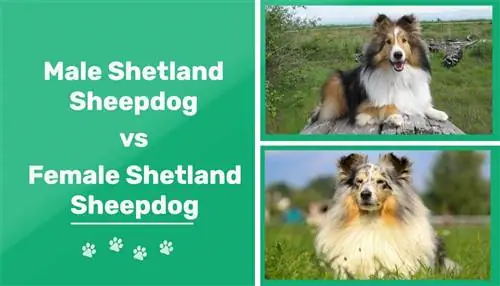 Masculi vs. Femele Caini Shetland (Shelties): Diferențele & Imagini