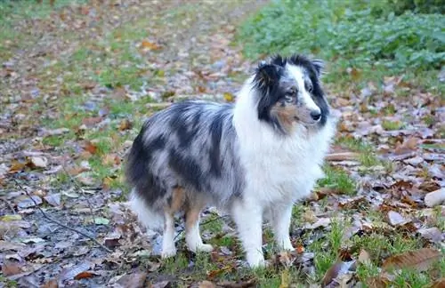 A janë shelties hipoalergjike? Fakte të miratuara nga veterineri & Këshilla