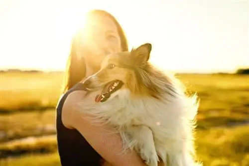 Hou Shelties daarvan om te knuffel? Rasfeite & Gereelde vrae