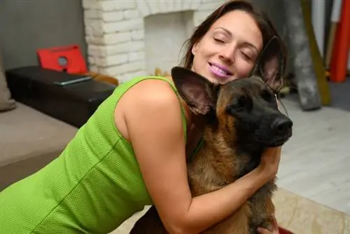 Ai malinois belgi piacciono le coccole? Fatti & Domande frequenti