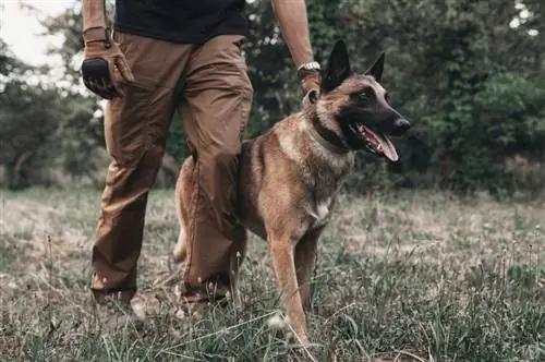 13 Belgický malinois Klady a zápory: Vlastnosti & Charakteristika