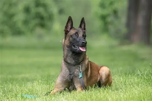 คู่มือแนะนำพันธุ์สุนัข Belgian Malinois: ข้อมูล รูปภาพ การดูแล & More