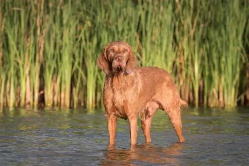 Wirehaired Vizsla Dog Breed Guide: Mga Larawan, Impormasyon, Mga Katangian, Pangangalaga, & Higit pa